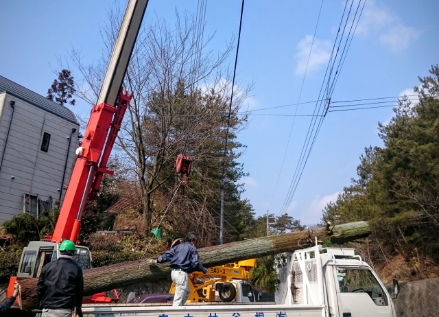 クレーンを使用した樹木の伐採作業